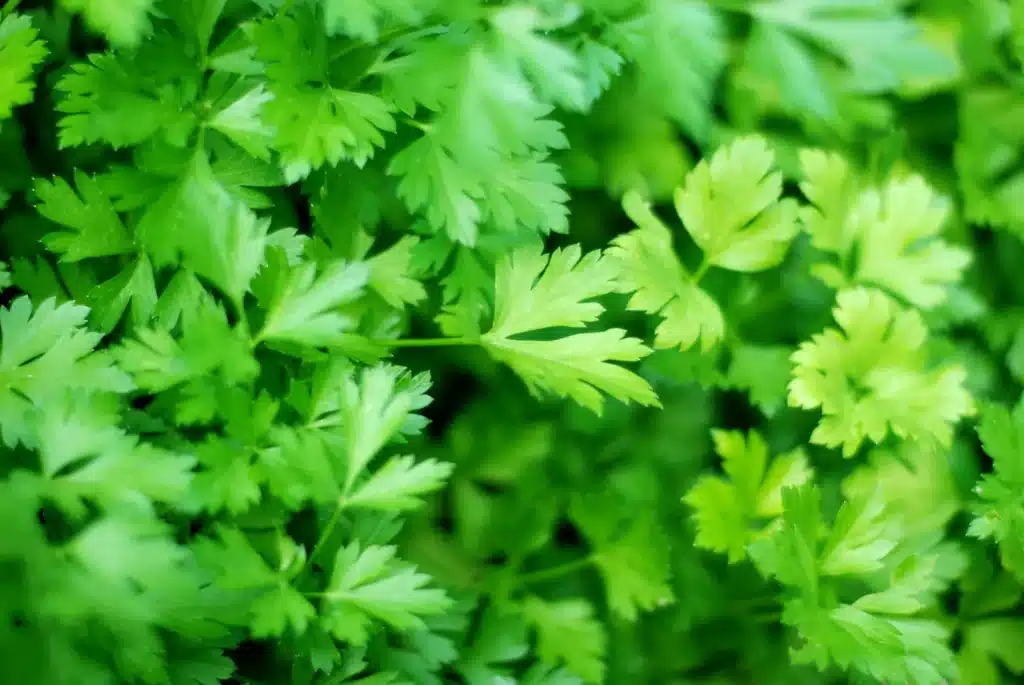 effortless cheesy mashed potato puffs – 5 steps to perfection! 2 parsley